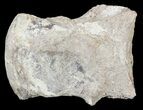 Mosasaur (Platecarpus) Dorsal Vertebrae - Kansas #54519-1